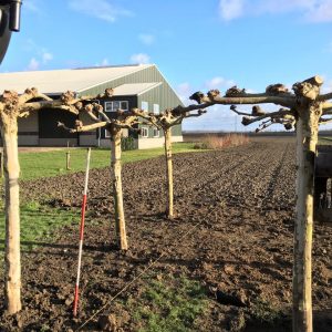 bomen uit eigen kwekerij Lisserbroek Le Gardinier