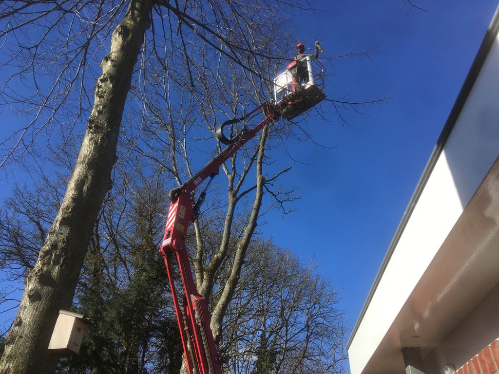 bomen kappen en vellen