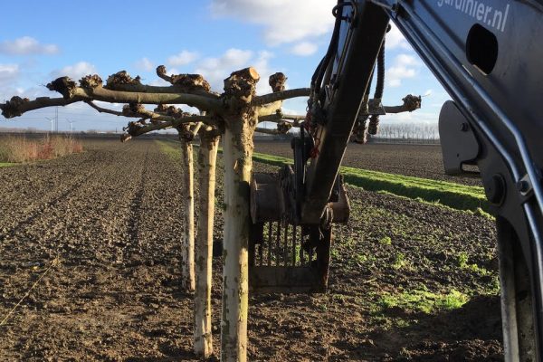 Le Gardinier bomen uit eigen kwekerij