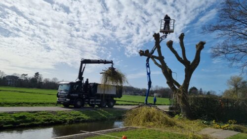 bomen snoeien