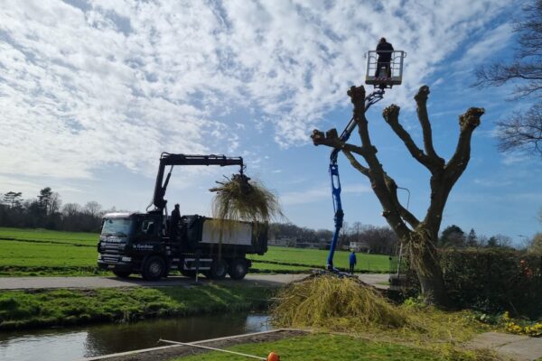 Bomen snoeien